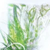 Geraniumparfym – Luxuriance – Rivieres De Cartier | Cartier Geraniumparfym – Luxuriance – Rivieres De Cartier | Cartier